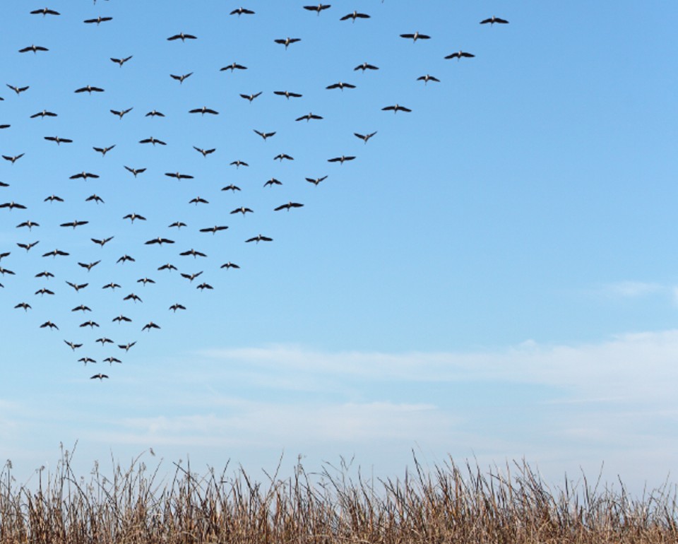 Birds in the sky