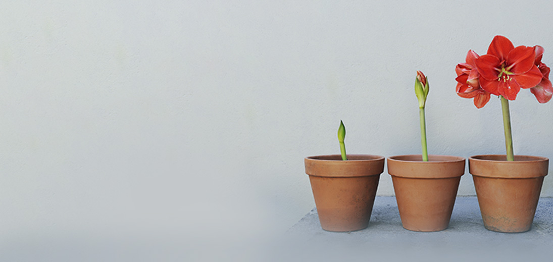 plant pots with growing flowers to represent growth