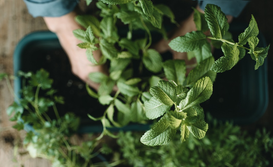 Man planting mint