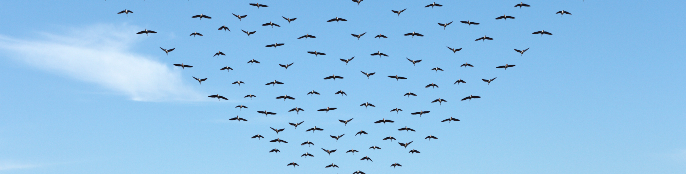 An image of geese in flight, blue sky with one fluffy white cloud