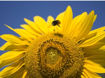 Sunflower with bumblebee on centre